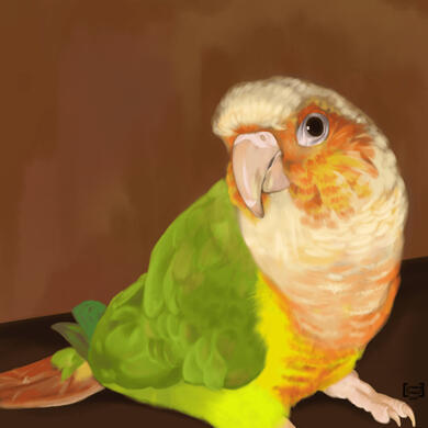 Bird (Conure)