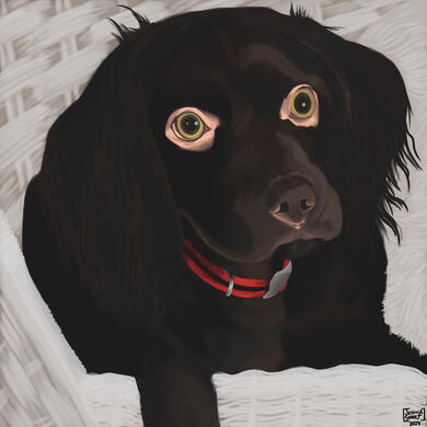 Logan (Boykin Spaniel)